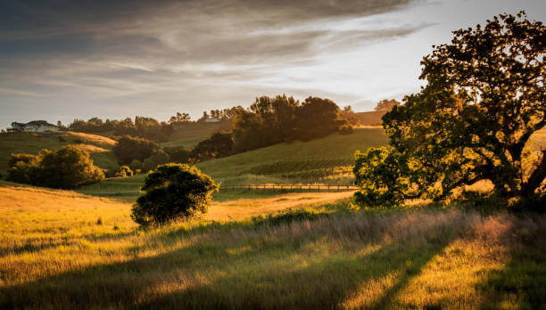 Early morning sunlight is filtered through the grass and a large oak tree stock photo
