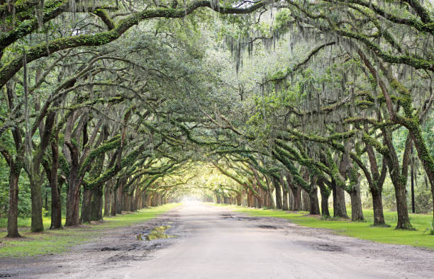 istock The light and the oak alley 1054862386