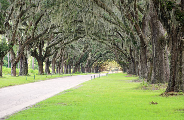istock Green tunnel of Wormsloe 1054862398