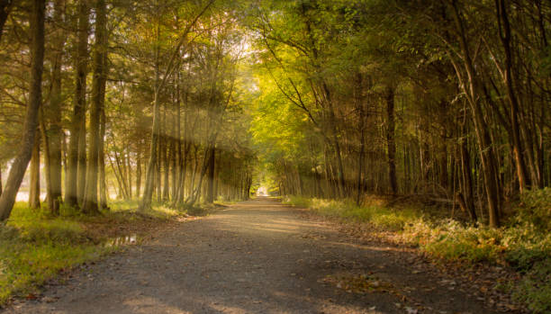 istock Sun rays shining through trees on a walkway in the park in the evening 1054862526