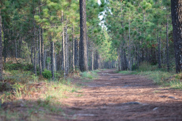 istock Sidewalk in the pine forest  summer season at Thailand 1054862738