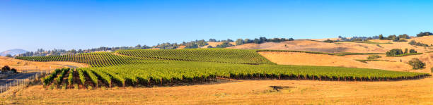 una panoramica di un vigneto in primavera - vineyard sonoma county california panoramic foto e immagini stock