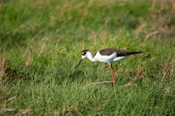 istock Black-winged Stilt in Freshwater Marsh 1054863974