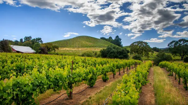 Spring time rows of vineyards continue up the hills. Fluffy white clouds and blue sky are in the background.