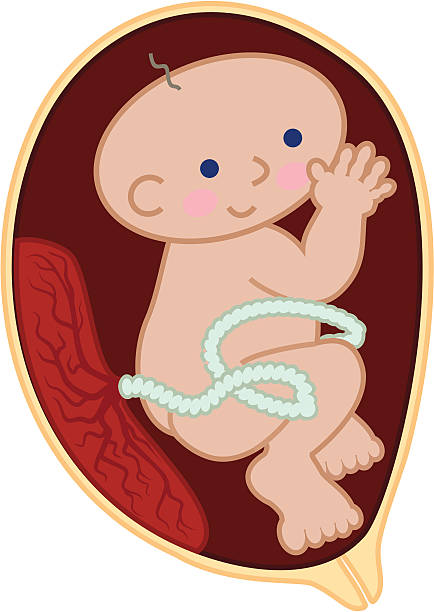 illustrazioni stock, clip art, cartoni animati e icone di tendenza di un feto nell'utero - animal uterus