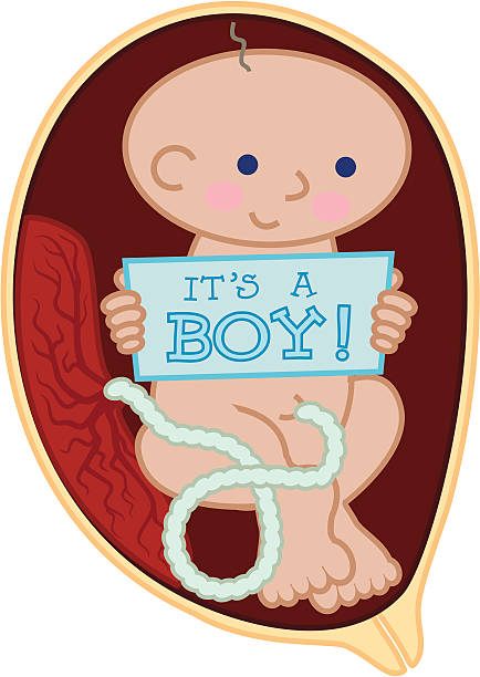 płód trzymając "to jest chłopiec!" sign - animal uterus stock illustrations