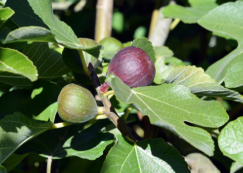 Closeup of figs growing on a fig tree in a backyard garden.