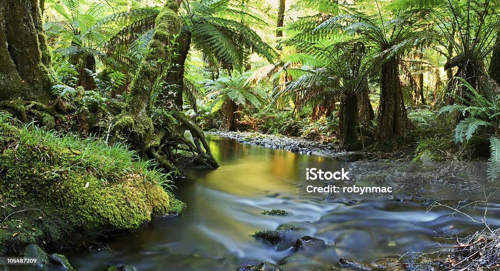 Selva tropical vista panorámica al río - Foto de stock de Agua libre de derechos