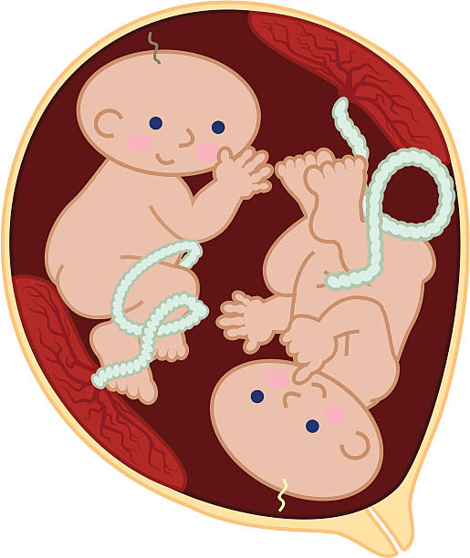 Ces fetus dans leurs éprouvettes avec lits jumeaux - Illustration vectorielle