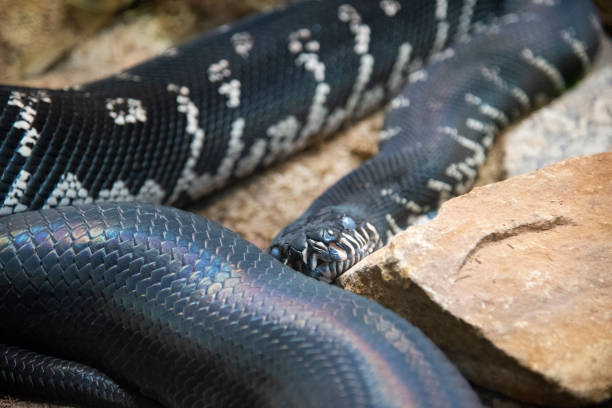 20+ Boelens Python Photos Stock Photos, Pictures & Royalty-Free Images ...