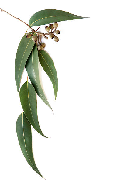 istock Gum leaves and gum nuts on white background 105487498