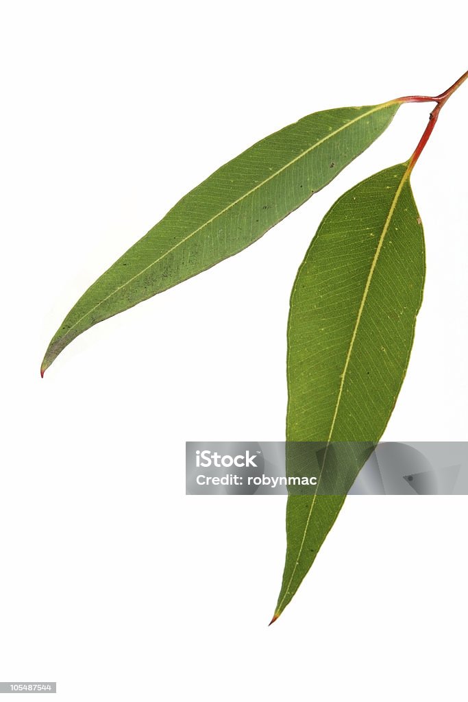 Резина листья на белом - Стоковые фото Эвкалиптовое дерево роялти-фри