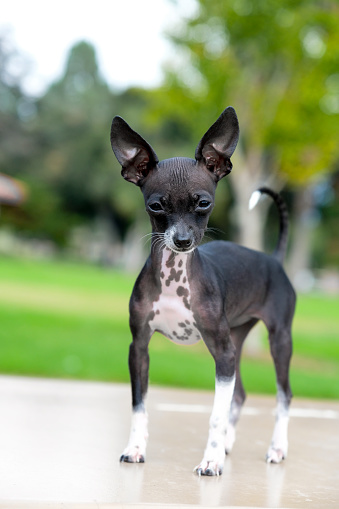 Dog, Chihuahua - Dog, Animal, Canine, Hairless Animal, Puppy