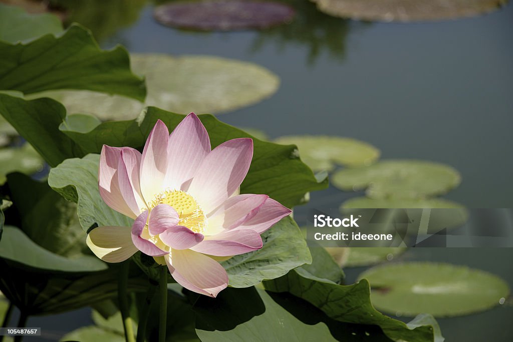 Lotus Blume - Lizenzfrei Wassergarten Stock-Foto