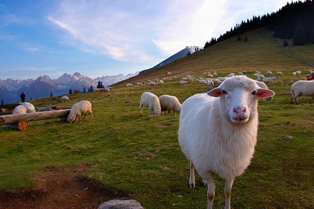 Sheep  zakopane stock pictures, royalty-free photos & images