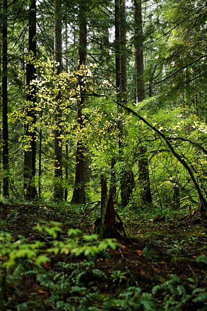 биологическое разнообразие растений в реликтовый лес дерева - northwest frontier стоковые фото и изображения