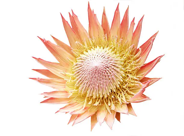 King protea flower, isolated on white with clipping path.  Please see also: