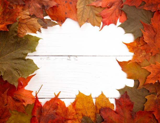 istock A Fall Border of Authenic Leaves on a Wooden Background 1054889714