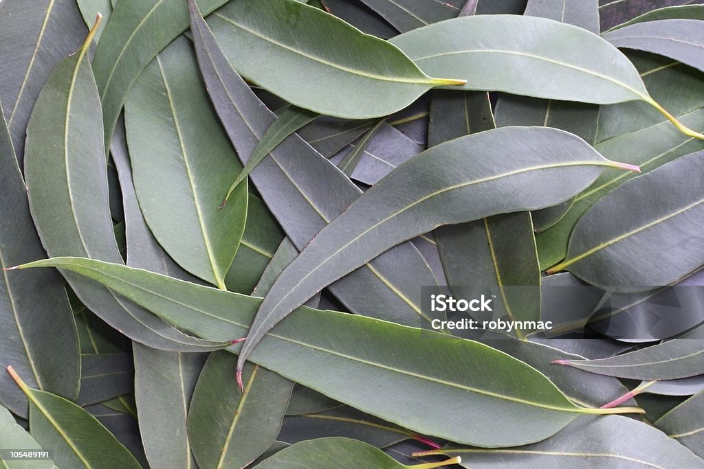 Gum Leaf Background  Eucalyptus Leaf Stock Photo