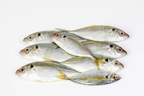 istock fresh small yellow striped tervally 1054894874