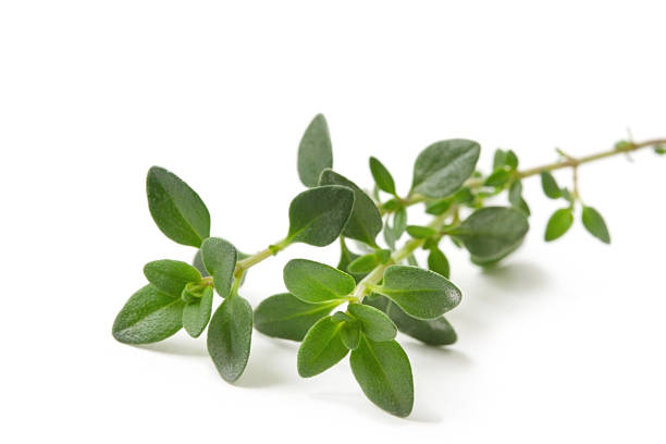 istock Branch of fresh thyme on white background 105489651