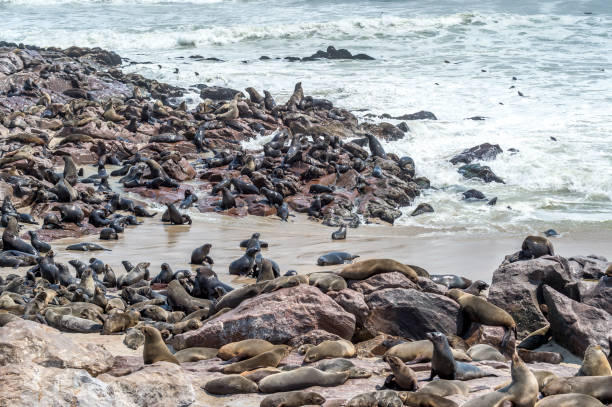 istock South African fur seals 1054898274