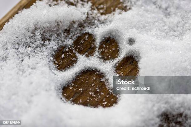 Photo libre de droit de Chiot Patte Dans La Neige banque d'images et plus d'images libres de droit de Chien - Chien, Neige, Patte