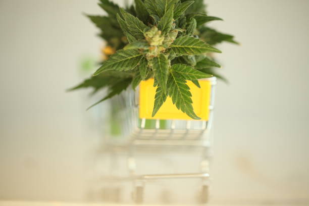 istock marijuana medical cannabis 1054899412