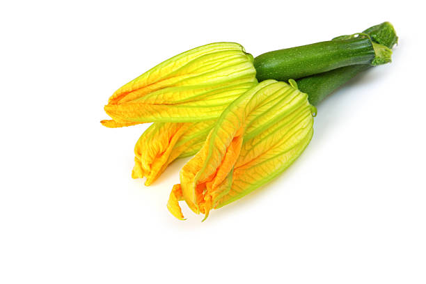 flores de calabacín - squash flower plant single flower fotografías e imágenes de stock