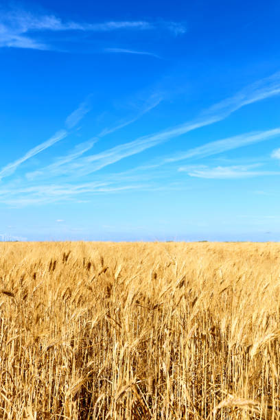 istock Golden wheat field with blue sky in background 1054901794