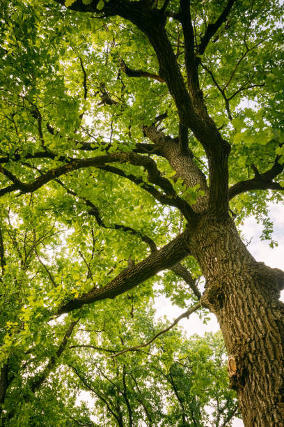 istock Oak tree with green leaves. Summer 1054904840