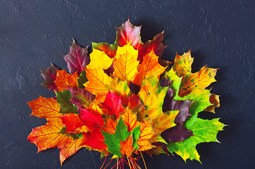 Creative autumn layout with various colored leaves dark concrete backgound. Top view