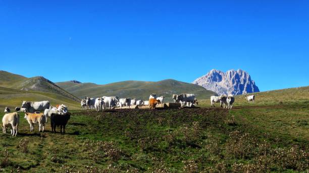 istock cows grazing in campo imperatore 1054905564