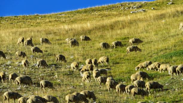 istock flock of sheep grazing 1054905566