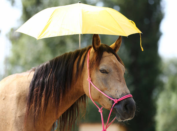 jemand hält einen regenschirm über den pferdekopf als eine ausbildung an einer ländlichen tierfarm - saddle shoes stock-fotos und bilder