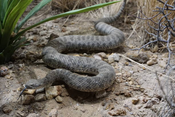 Western Hooknose Snake Line Natter - Free photo on Pixabay