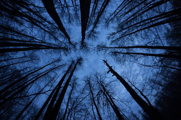 istock Dark moody forest with black trees reaching up towards the sky. 1054907676