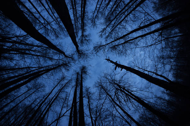 istock Dark moody forest with black trees reaching up towards the sky. 1054907688