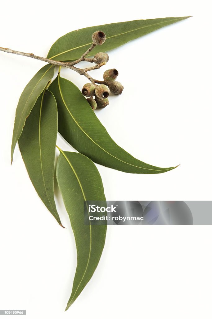 Gum Leaves  Eucalyptus Tree Stock Photo