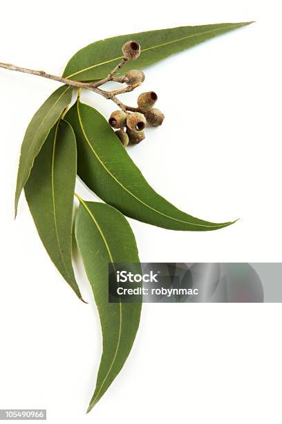 Gum Leaves Stock Photo - Download Image Now - Eucalyptus Tree, Leaf, White Background