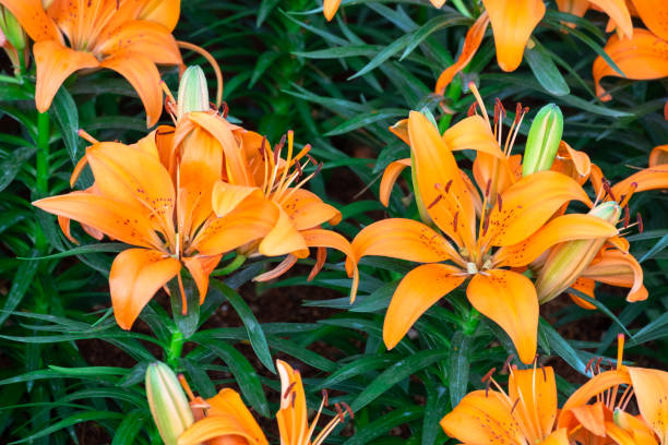 istock closeup beautiful orange tiger lilly flower 1054910438