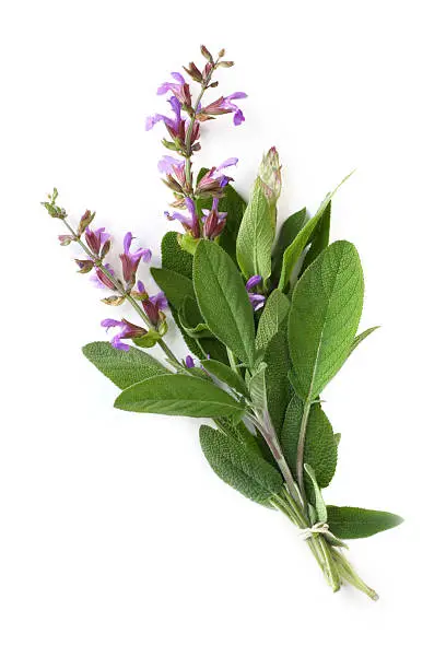 Flowering sage, tied with string, against white.