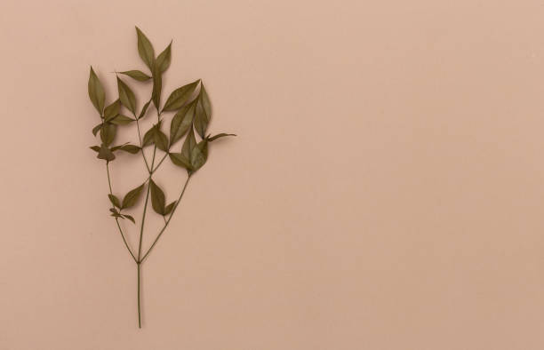istock Autumn leaves fall theme on brown paper 1054915116