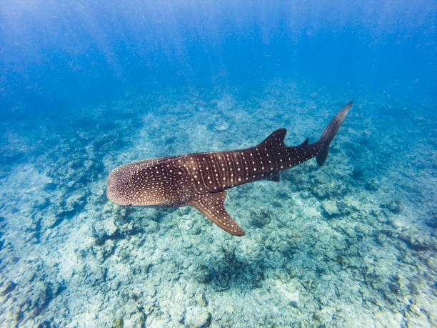 The big Whale shark