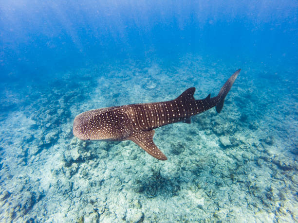 The big Whale shark The big Whale shark whale shark photos stock pictures, royalty-free photos & images