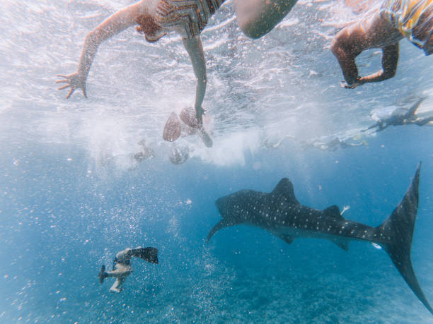 Swimming together in the ocean Swimming together in the ocean whale shark photos stock pictures, royalty-free photos & images