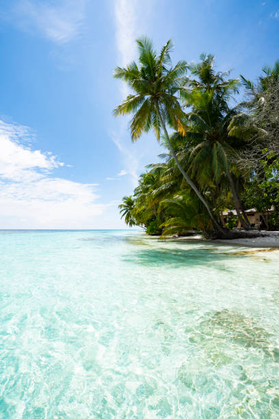 istock Paradisiac beach at Maldives 1054915460