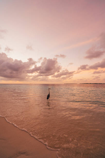 Bird on empty sunbeds on Maldives