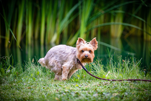 A yorkie relieving himself on a park