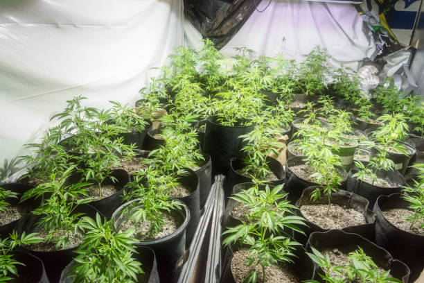 growing organic marijuana plants inside a garage